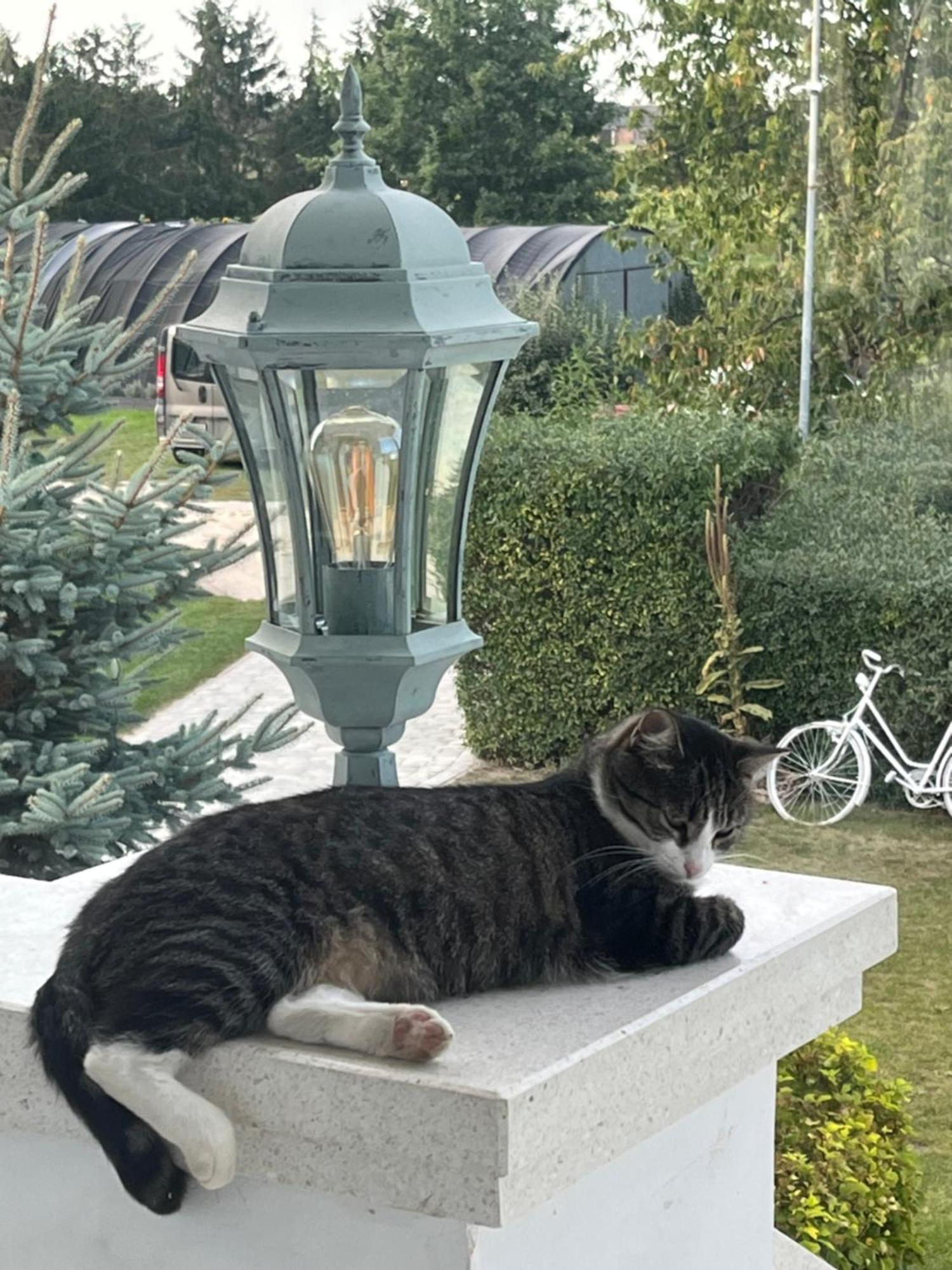 Zielone Zacisze Bed & Breakfast Murzynowo Kościelne Eksteriør bilde