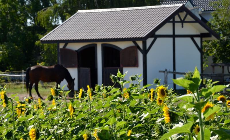 Zielone Zacisze Bed & Breakfast Murzynowo Kościelne Eksteriør bilde