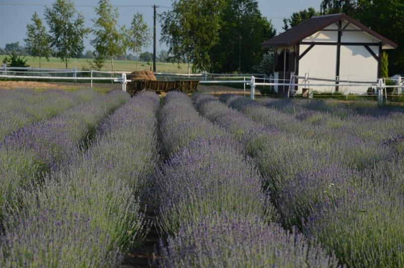 Zielone Zacisze Bed & Breakfast Murzynowo Kościelne Eksteriør bilde