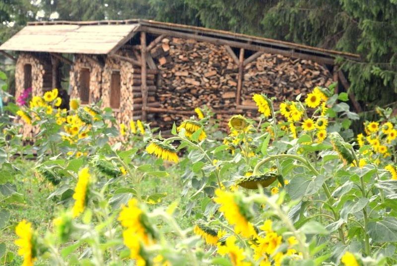 Zielone Zacisze Bed & Breakfast Murzynowo Kościelne Eksteriør bilde